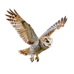 Obraz premium Short eared owl soars through the air with wings spread wide
