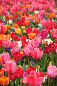 Pink tulip, tulipa  &lsquo;Pink Impression&rsquo; and red tulip &lsquo;Esme&rsquo; in flower.