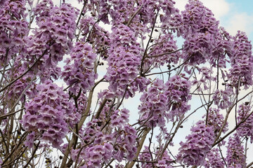 Purple bells of the Paulownia tomentosa, Royal Empress or Foxglove tree, in flower. © Alexandra