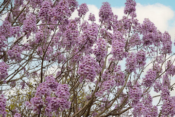 Purple bells of the Paulownia tomentosa, Royal Empress or Foxglove tree, in flower. © Alexandra