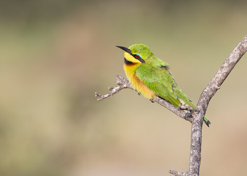 Crayola Bird
