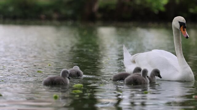 View of a white swan and its grey cygnets swimming on a calm pond with green foliage in Mulhouse, Grand Est, France.