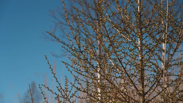 conifer twig against blue sky and dry grassland
