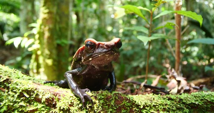 Amazonian Spotted Toad (Rhaebo guttatus), In its natural habitat, on a mossy log in the rainforest, Orellana province, Ecuador
