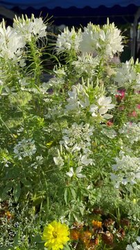 Slow panning shot of white spider flowers