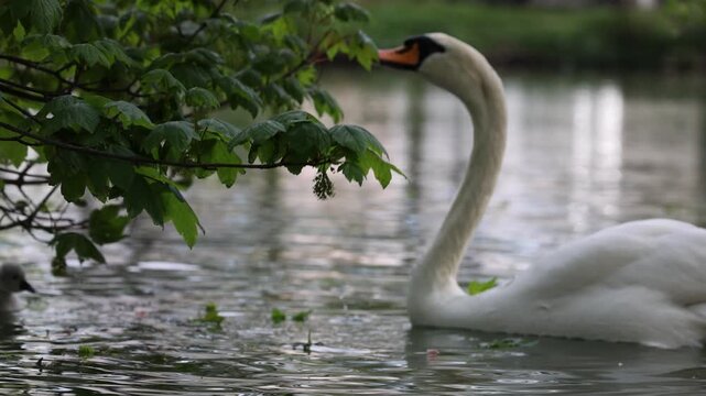 View of a graceful white swan swimming in a calm pond and reaching for green leaves from a branch in Mulhouse, Grand Est, France.