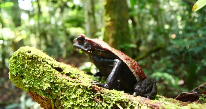 Amazonian Spotted Toad (Rhaebo guttatus), In its natural habitat, on a mossy log in the rainforest, Orellana province, Ecuador