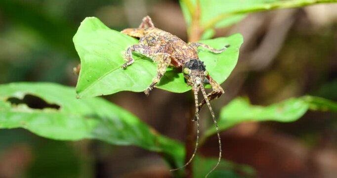 Stick insect Prisopus sp. The flanges on the body and limbs provide excellent camouflage when it is on a branch. In Yasuni National Park, Orellana province, Ecuador