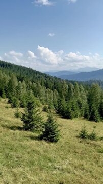 Scenic Summer Mountain Landscape with Evergreen Forest and Blue Sky
