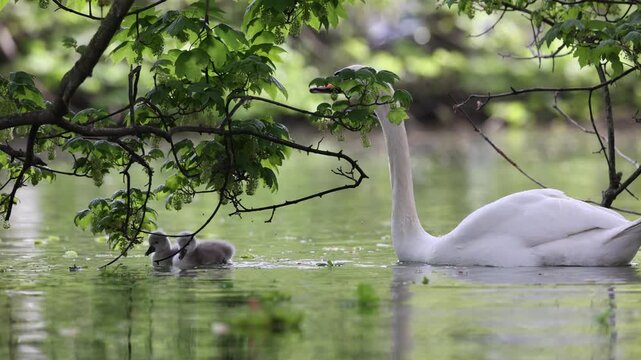 View of a graceful white swan and two small grey cygnets swimming on a calm pond under overhanging green tree branches in Mulhouse, Grand Est, France.
