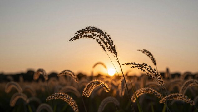 Plants sway gently in a meadow during a beautiful sunset