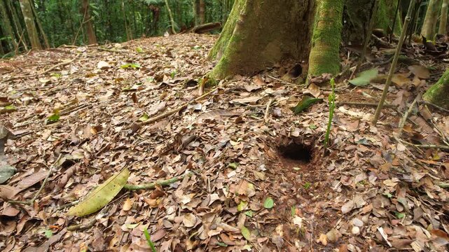 Leaf Cutter Ants (Atta sp.) walking along the forest floor into their nest.There is a meliponine bee nest at the base of the tree trunk. In pristine tropical rainforest in Orellana province Ecuador