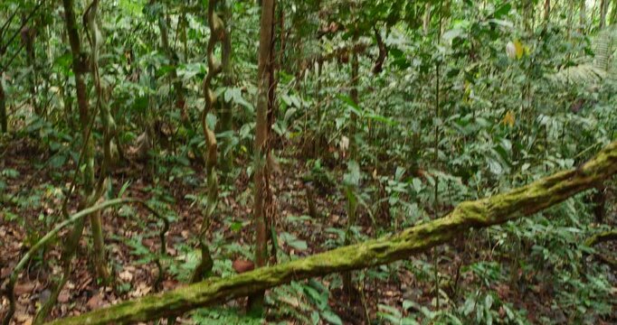 Tracking up a monkey ladder liana (Bauhinia sp.) in rainforest. In Yasuni National Park, Orellana province, the Ecuadorian Amazon