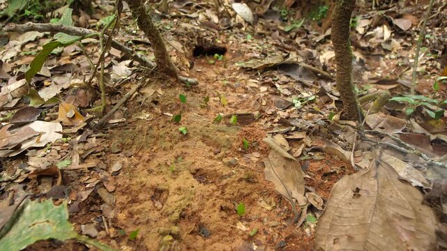 Leaf Cutter Ants (Atta sp.) walking along the forest floor to their nest. in their natural habitat, pristine tropical rainforest in Orellana province in the Ecuadorian Amazon