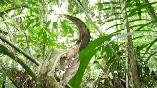 Tracking up a monkey ladder liana (Bauhinia sp.) in rainforest. In Yasuni National Park, Orellana province, the Ecuadorian Amazon