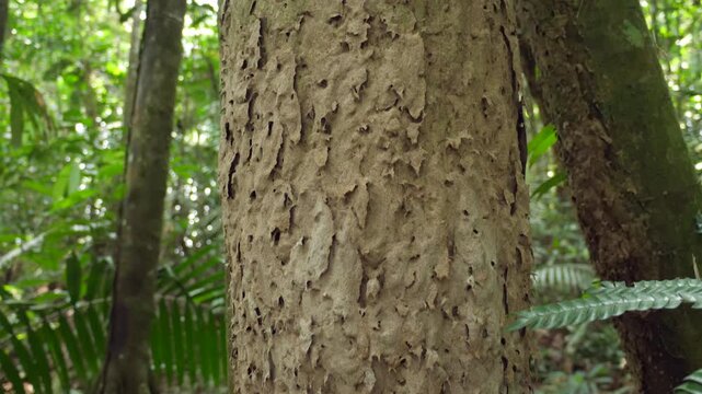 Azteca ant nest hanging from a tree in tropical rainforest. In pristine Amazonian rainforest, Yasuni National Park, Orellana province, Ecuador