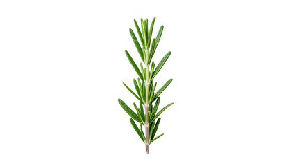 Fototapeta premium Fresh green Rosemary sprig with needle-like leaves and woody stem