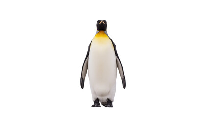 Emperor penguin standing upright with yellow and black markings © Ari