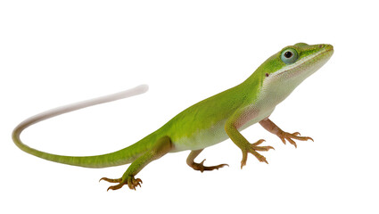 Fototapeta premium Vibrant Green Iguana Reptile with Scaly Skin and Long Tail