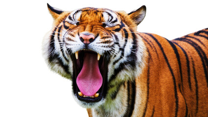 Fototapeta premium Furious Bengal Tiger Roaring with Open Mouth and Sharp Teeth