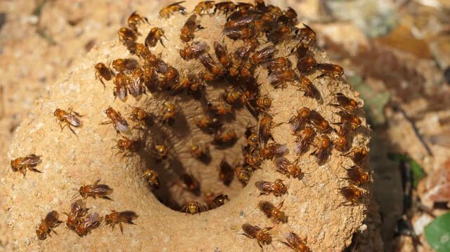 Meliponine bees at the entrance to their nest. These bees make their nest on the large soil mounds of leaf cutter ant nests (Atta sp.). In Yasuni National Park, Orellana province, Ecuador