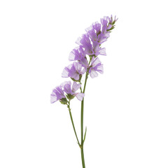 Obraz premium Delicate sprig of purple statice with tiny lavender blooms and green stems isolated on a transparent background in macro detail botanical purity concept
