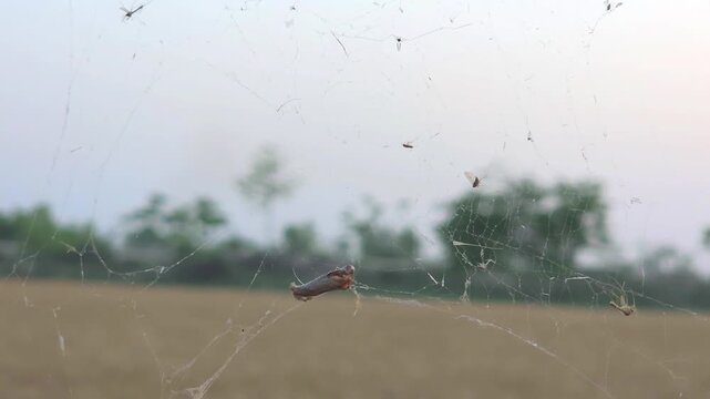 Spider web containing trapped insects and bugs in a rural agricultural field during dawn with soft natural lighting and shallow depth of field 4k Footage