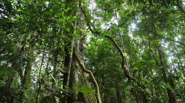 A rainforest tree  festooned with lianas. In Yasuni National Park, Orellana province, the Ecuadorian Amazon