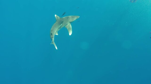 A lone Oceanic Whitetip Shark, Carcharhinus longimanus, navigates through the open ocean. The shark elegantly swims in its natural habitat. The shark cruises along the sun-drenched surface.