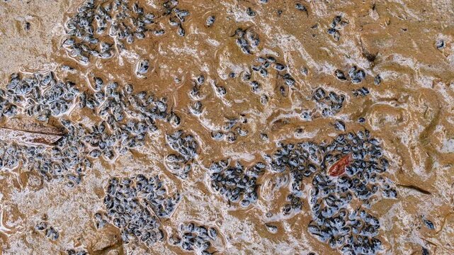 Dying tadpoles on the bottom of a dried up pond, In Amazonian rainforest during a drought, Yasuni National Park, Orellana province, Ecuador