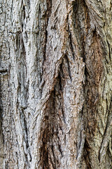 Fototapeta premium Twisted Bark Texture – Black Locust Natural Background