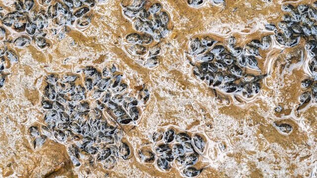Dying tadpoles on the bottom of a dried up pond, In Amazonian rainforest during a drought, Yasuni National Park, Orellana province, Ecuador