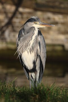 Grey heron standing on river bank in front of brick wall in winter light