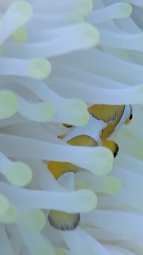 Two ocellaris Clownfish are nestled within the waving tentacles of a Sea Anemone. The symbiotic relationship is on full display, with the fish finding shelter.