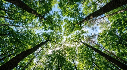 Fototapeta premium Looking up through tall trees towards blue sky and sunlight