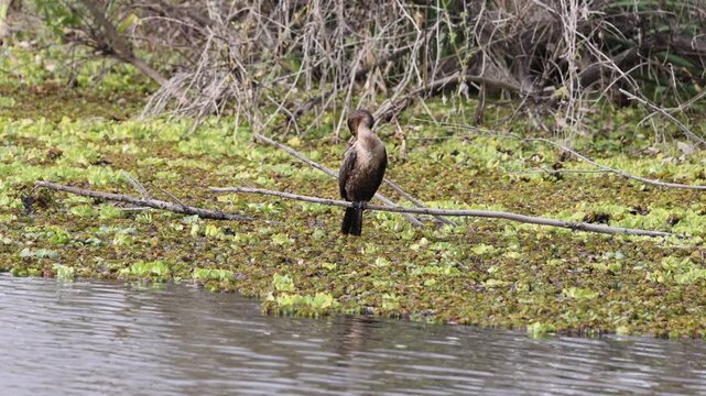 Neotropic Cormorant (Phalacrocorax brasilianus) perched on a branch in a lagoon.