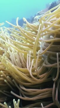 Clownfish gracefully navigate through the flowing tentacles of a lively anemone. Their bright colors stand out in this underwater paradise, showcasing the beauty of marine life in a warm, sunlit ocean
