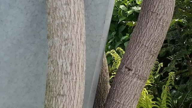 Tree branches curved and supported