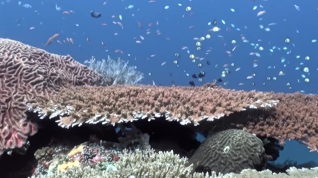 A lively tropical reef bursts with activity. Schools of tiny fish flit and dart through complex coral structures, all illuminated by the clear, bright daylight underwater. Pure marine wonder.