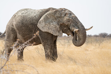 Fototapeta premium Mud covered African Elephant eating in Etosha National Park, Namibia, Africa
