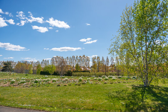 Green grass field under bright blue sky with scattered clouds. Tall trees line the horizon, showing early autumn colors. Single birch tree stands prominently on the right. Scene feels peaceful, calm
