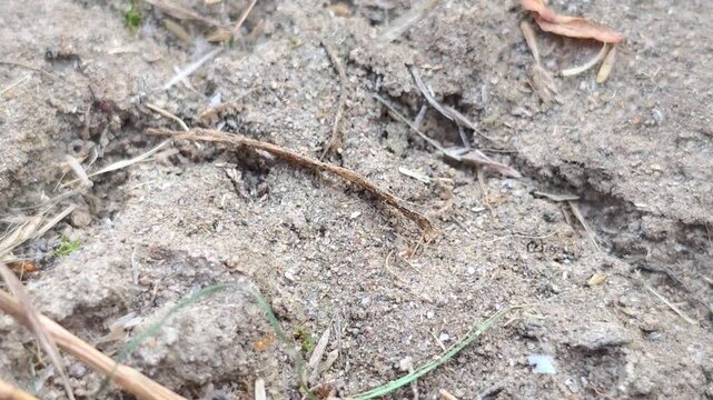Wolf spider (Lycosidae) female 4k footage carrying white egg sac across dry soil in natural outdoor habitat under bright daylight