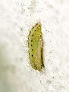 Chenille de Pyrausta aurata (Pyrale de la menthe) sur un mur, macro d&rsquo;un l&eacute;pidopt&egrave;re en d&eacute;veloppement