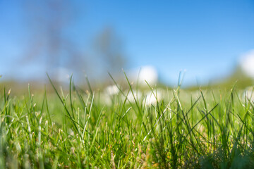 Fototapeta premium Green grass blades stretch under bright blue sky. Sunlight glows softly on dewy blades. Background trees blurred with gentle bokeh. Perfect for spring, summer, or nature-themed projects