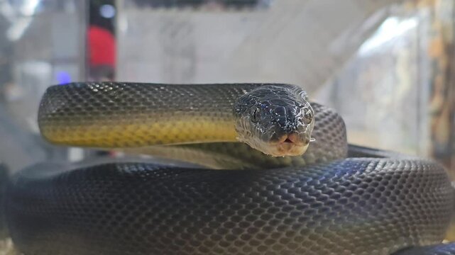 Black snake coiled inside terrarium enclosure with tongue flicking toward camera. Close up reptile footage showing dark scales texture and predator behavior in captivity habitat. Macro shot with shall