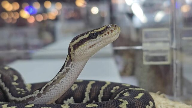 Ball python snake raising head inside terrarium enclosure with blurred lights in background. Close up reptile footage showing patterned scales and exotic pet habitat in captivity. Macro shot with shal
