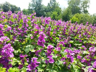 Obraz premium purple flowers in the garden