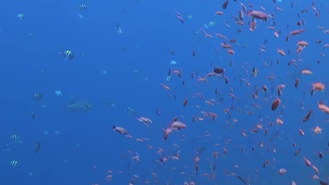 Hundreds of small reef fish in bright orange and striped patterns gracefully swim through the crystal blue ocean. A sleek, shadowy hunter glides peacefully through the background during the sunlit day