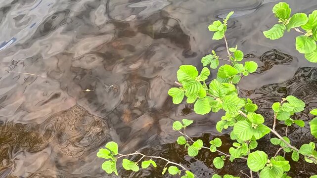 A bright green clover plant with round leaves over shallow brown river water in natural daylight, swaying slightly as the water ripples continuously around and under the leaves.