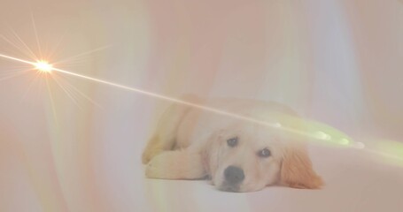 Fototapeta premium Lying light golden retriever puppy resting head on paws in studio, starburst flare crossing scene